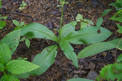 Habenaria ovalifolia